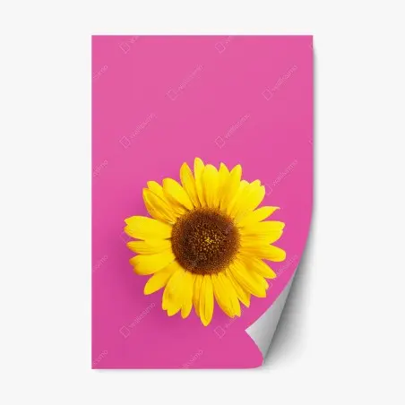 Repositionierbarer Aufkleber leuchtende sonnenblume auf rosa hintergrund – Pixers®