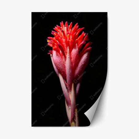 Repositionierbarer Aufkleber leuchtende rosa blüte vor schwarzem hintergrund – Pixers®