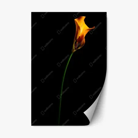 Repositionierbarer Aufkleber goldene calla auf schwarzem hintergrund – Pixers®