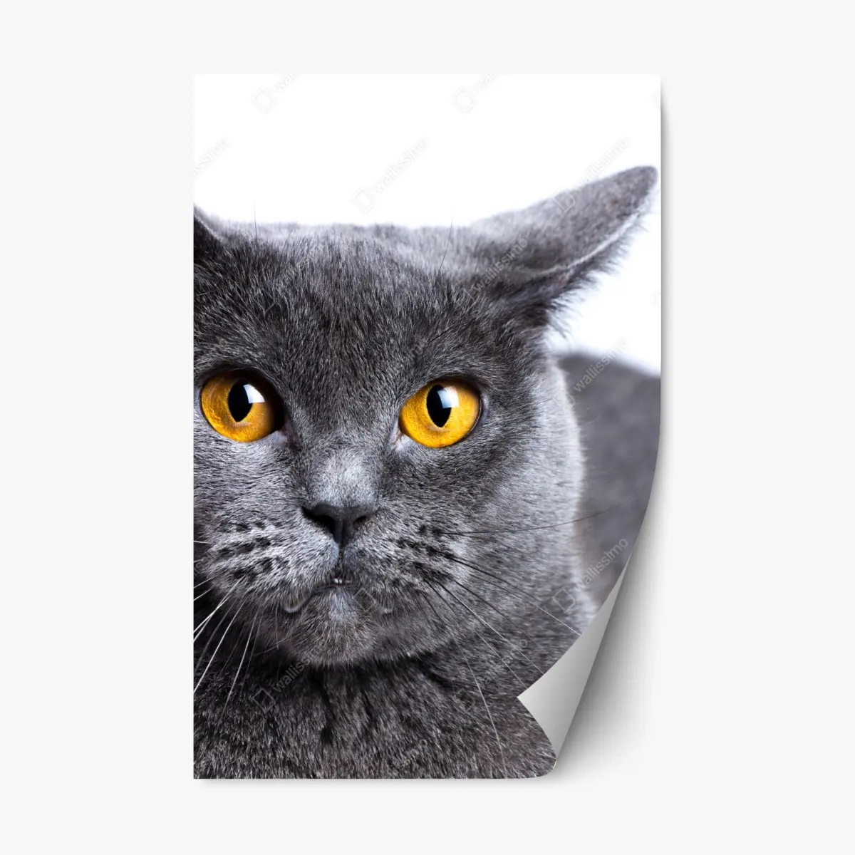 Repositionierbarer Aufkleber ausdrucksstarkes porträt einer grauen katze mit goldenen augen – Pixers®
