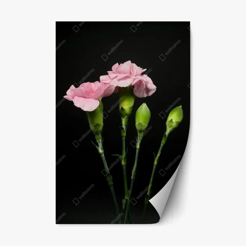 Repositionierbarer Aufkleber rosa nelken vor schwarzem hintergrund