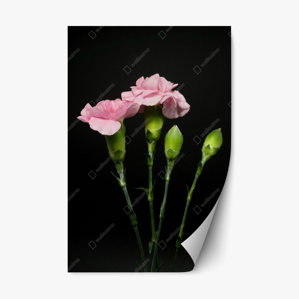 Repositionierbarer Aufkleber rosa nelken vor schwarzem hintergrund – Pixers®