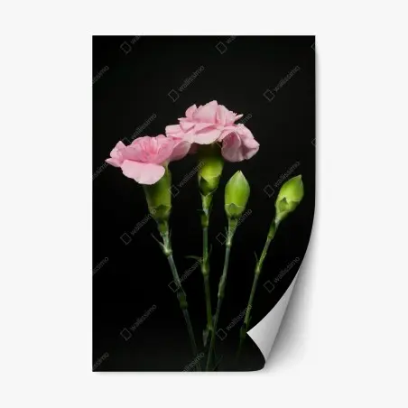 Repositionierbarer Aufkleber rosa nelken vor schwarzem hintergrund – Pixers®
