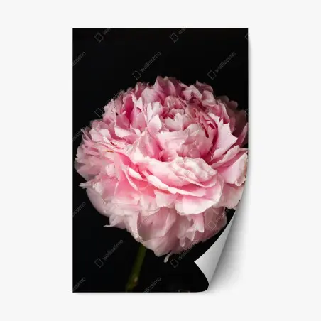 Repositionierbarer Aufkleber zarte rosa pfingstrose nahaufnahme – Pixers®