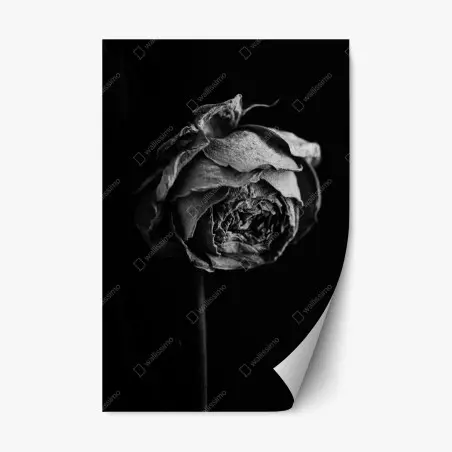 Repositionierbarer Aufkleber monochrome getrocknete rose – Pixers®