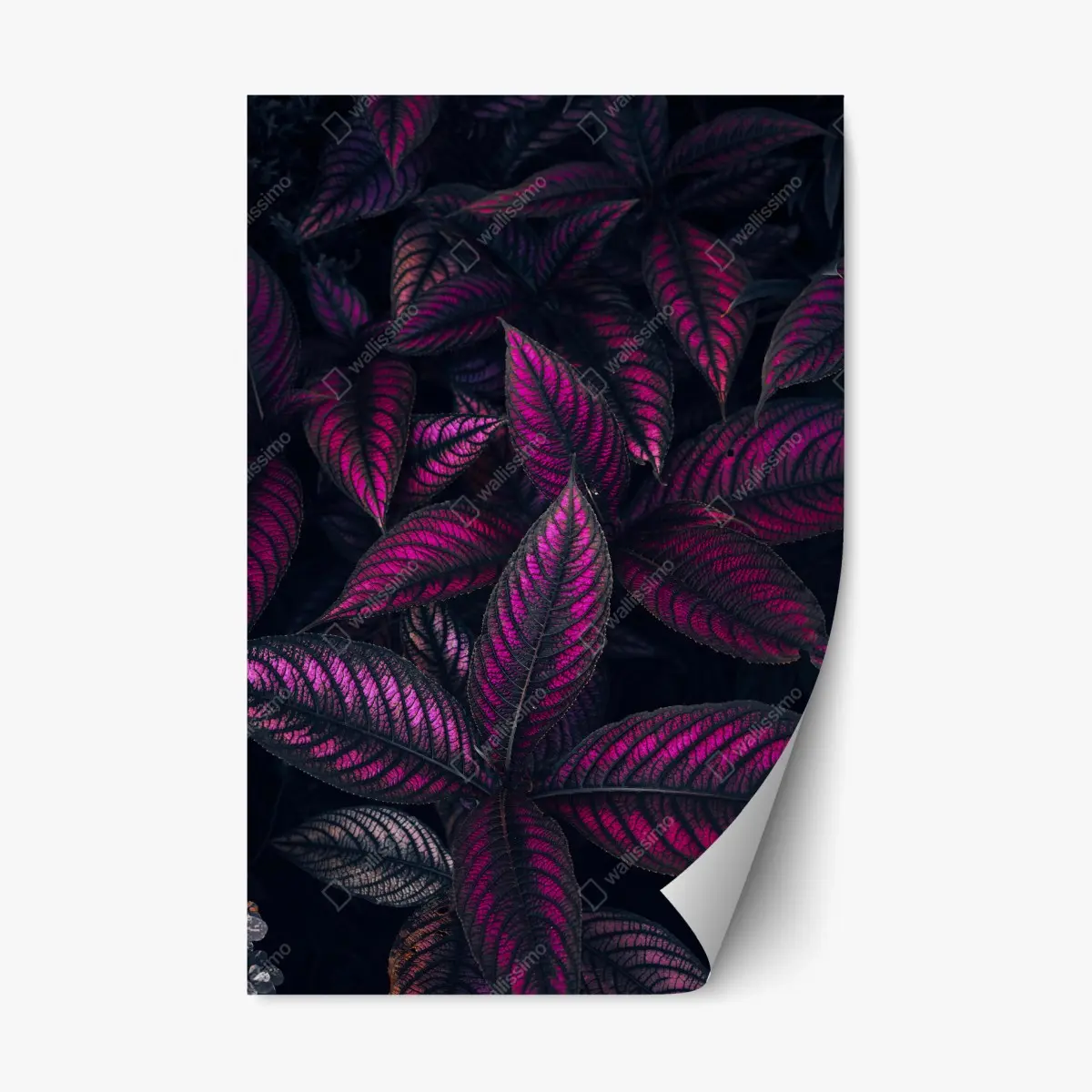 Repositionierbarer Aufkleber leuchtendes violettes blättermotiv – Pixers®