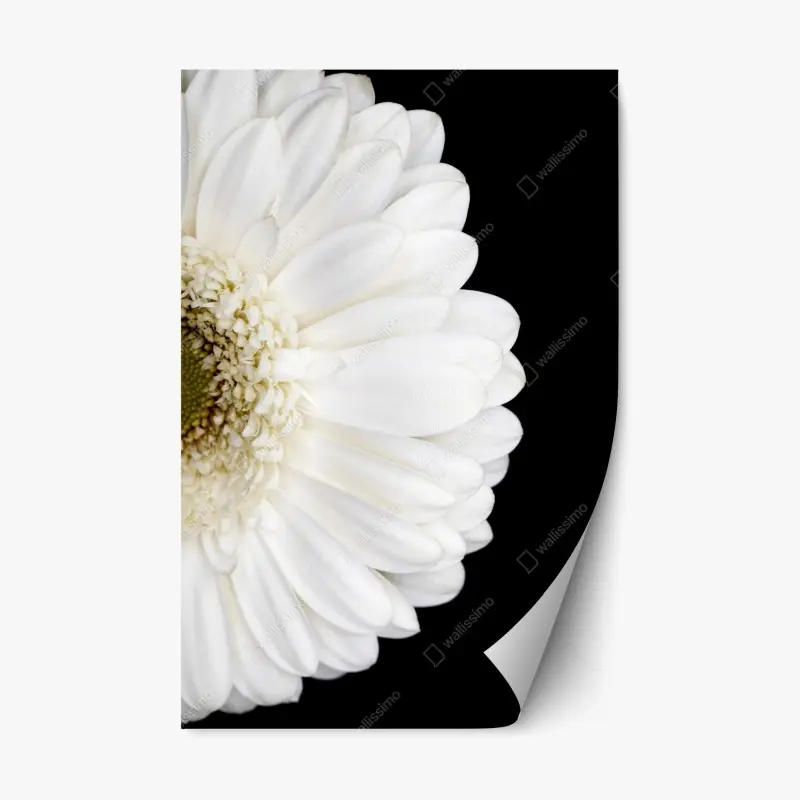 Repositionierbarer Aufkleber weiße gerbera auf schwarzem hintergrund minimalistische nahaufnahme