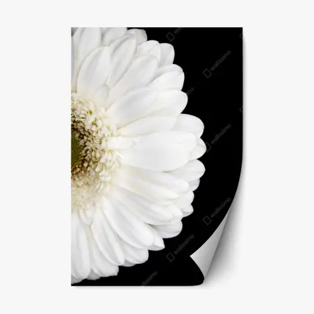 Repositionierbarer Aufkleber weiße gerbera auf schwarzem hintergrund minimalistische nahaufnahme – Pixers®