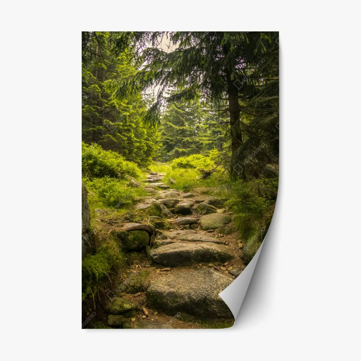 Repositionierbarer Aufkleber ruhiger waldweg durch nadelwald – Pixers®