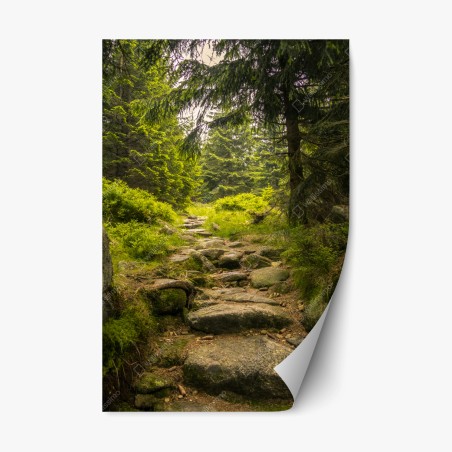 Repositionierbarer Aufkleber ruhiger waldweg durch nadelwald – Pixers®