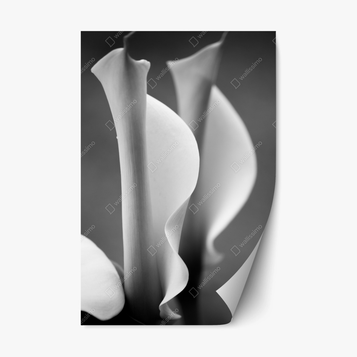 Repositionierbarer Aufkleber elegante calla-lilien in monochrom – Pixers®