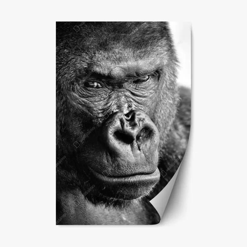 Repositionierbarer Aufkleber intensives gorilla-porträt in schwarzweiß