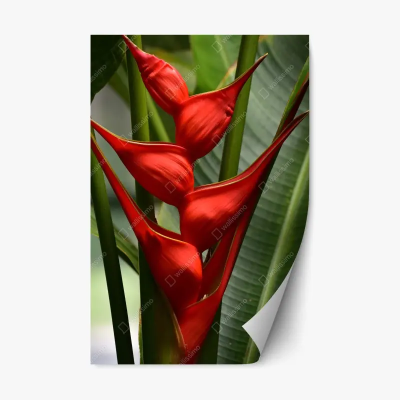 Repositionierbarer Aufkleber leuchtende rote heliconia blüte