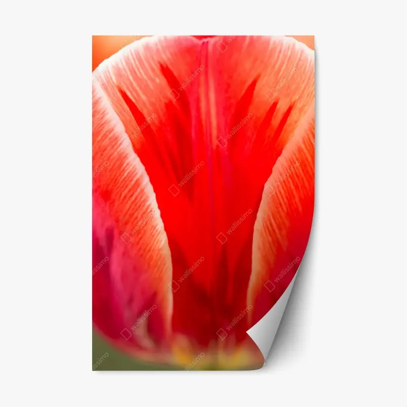 Repositionierbarer Aufkleber leuchtende rote tulpen nahaufnahme