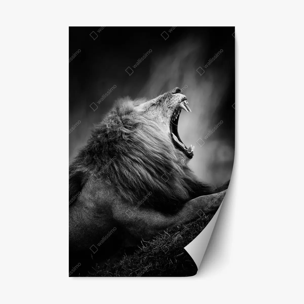 Repositionierbarer Aufkleber majestätischer brüllender löwe in monochrom – Pixers®