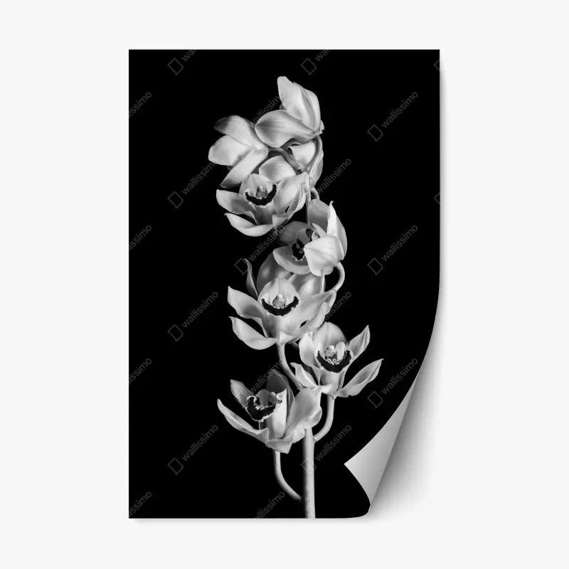 Repositionierbarer Aufkleber eleganter monochromer orchideenstiel