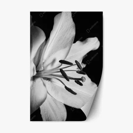 Repositionierbarer Aufkleber monochrome lilie nahaufnahme – Pixers®