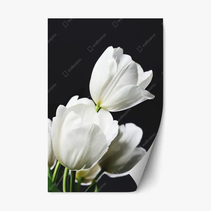 Repositionierbarer Aufkleber weißer tulpenstrauß vor dunklem hintergrund