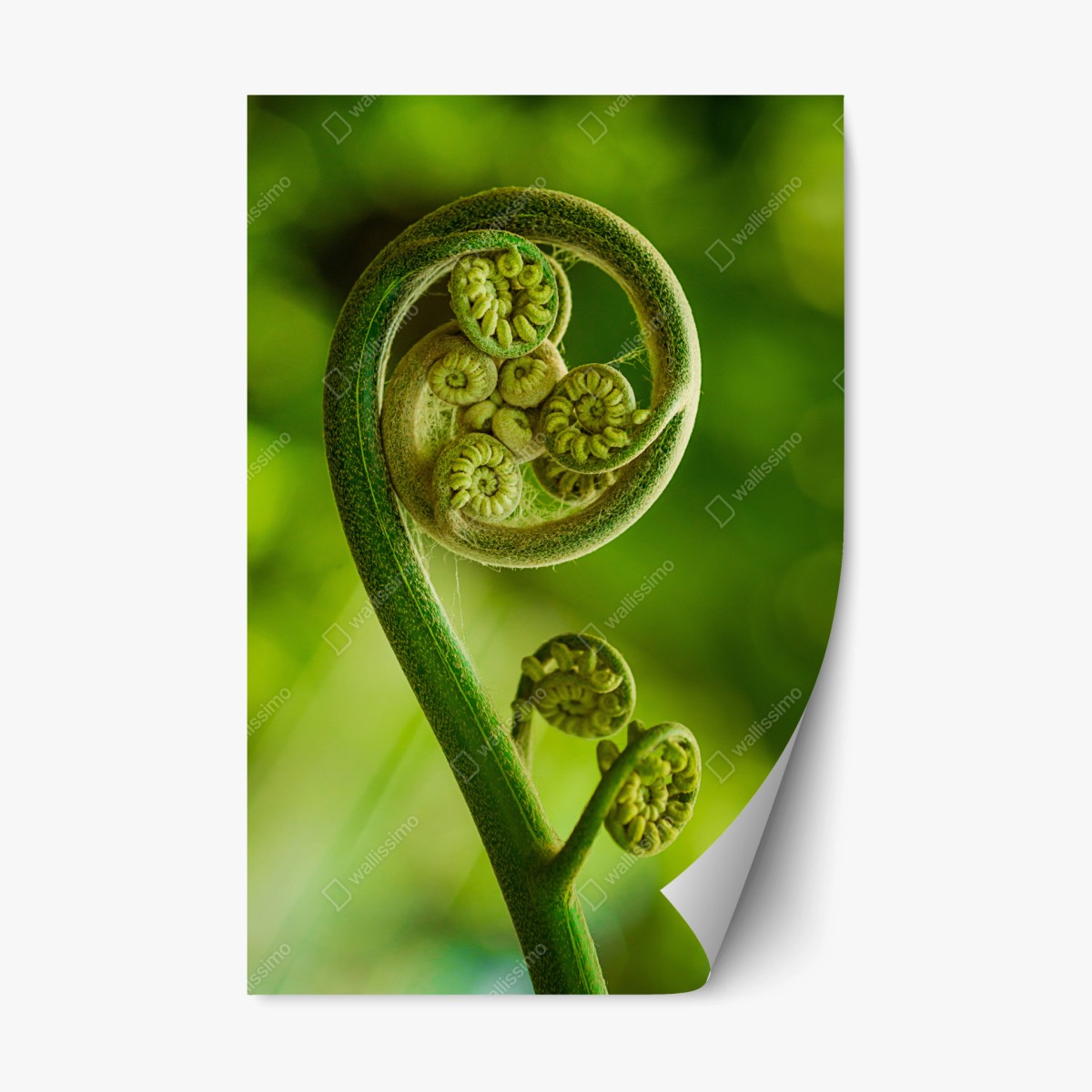 Repositionierbarer Aufkleber grüne farnknospe makroaufnahme – Pixers®