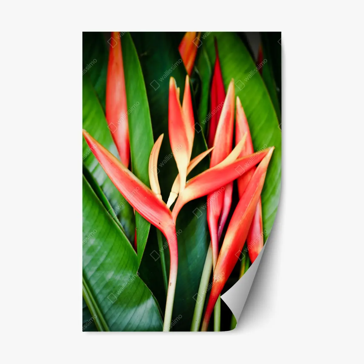Repositionierbarer Aufkleber leuchtende tropische heliconia-blüten – Pixers®