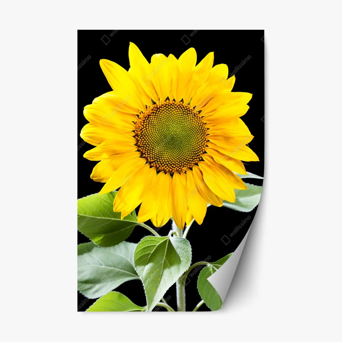 Repositionierbarer Aufkleber leuchtende sonnenblume vor schwarzem hintergrund – Pixers®