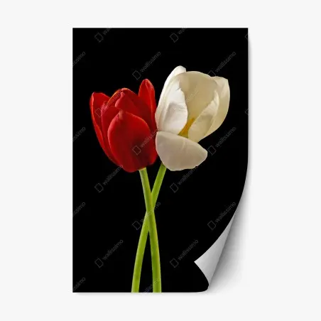 Repositionierbarer Aufkleber rote und weiße tulpen auf schwarzem hintergrund – Pixers®