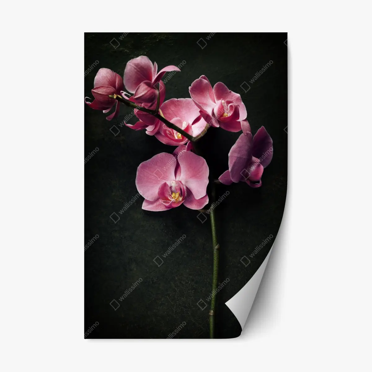 Repositionierbarer Aufkleber rosa orchidee vor dunklem vintage-hintergrund – Pixers®