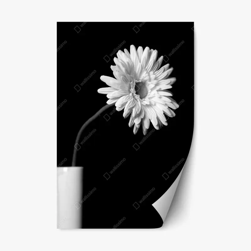 Repositionierbarer Aufkleber weiße gerbera vor schwarzem hintergrund