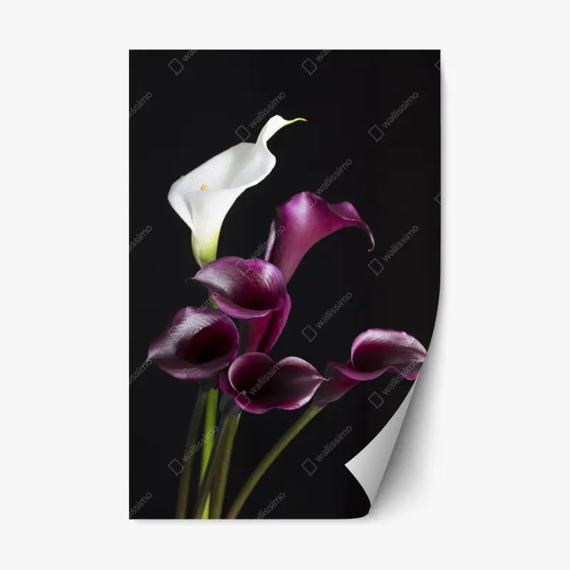 Repositionierbarer Aufkleber elegante violette und weiße callas