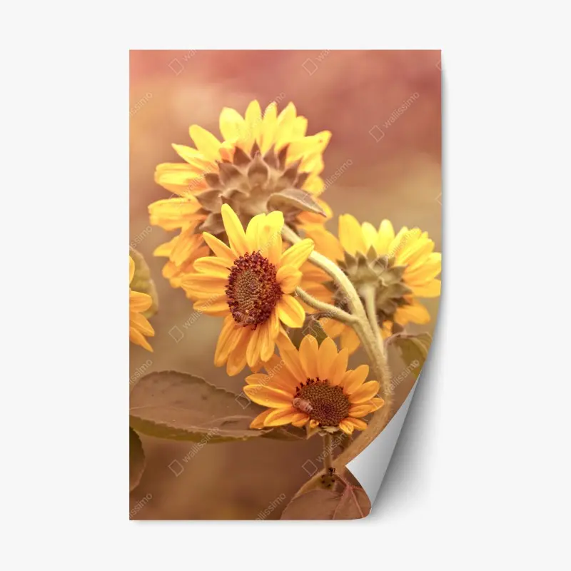 Repositionierbarer Aufkleber vintage sonnenblumen in warmem licht
