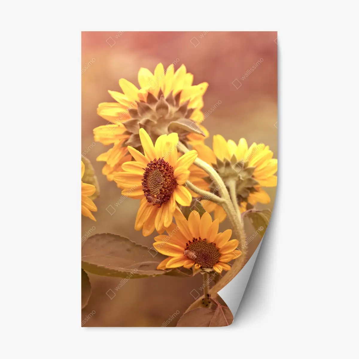 Repositionierbarer Aufkleber vintage sonnenblumen in warmem licht – Pixers®