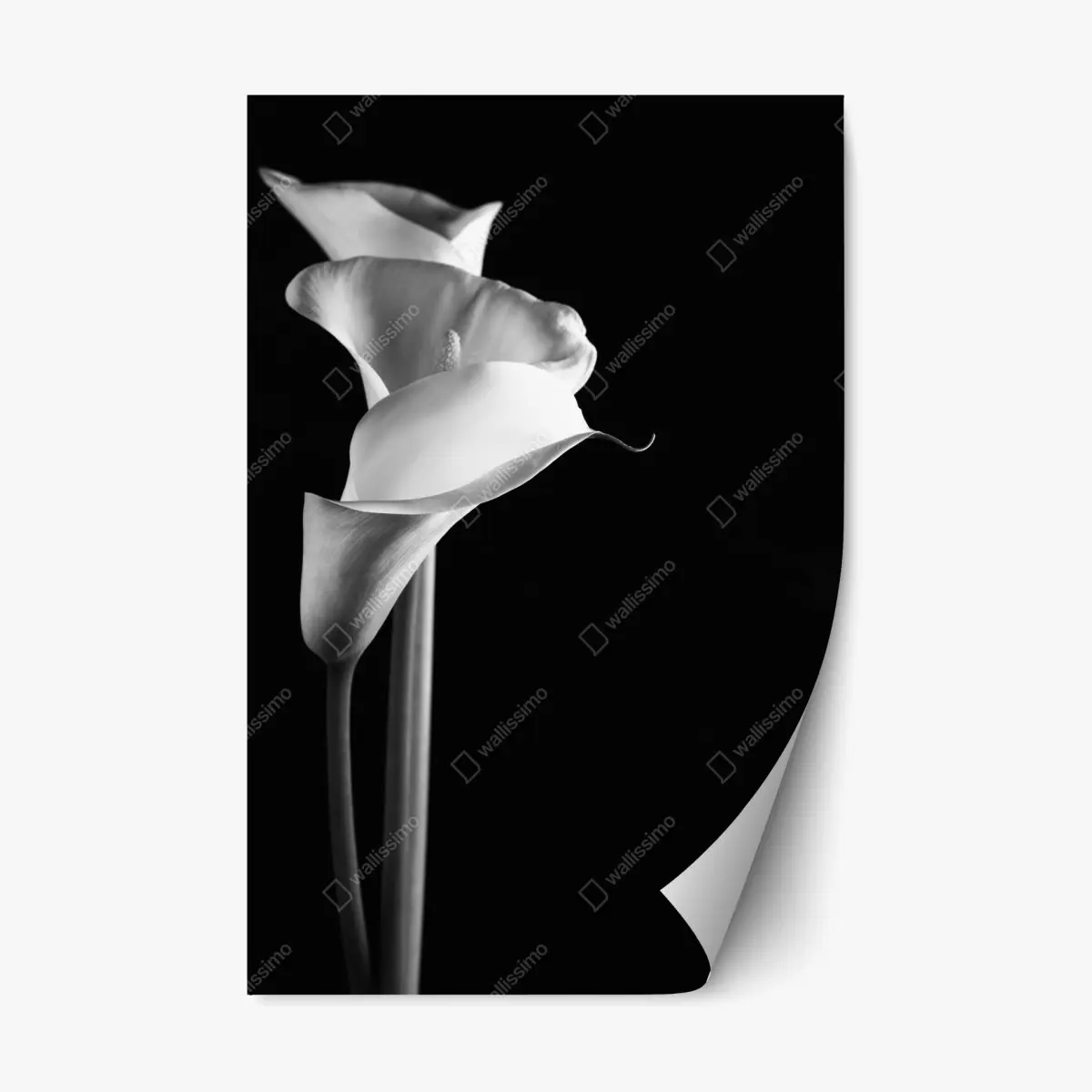Repositionierbarer Aufkleber elegante calla in monochrom – Pixers®