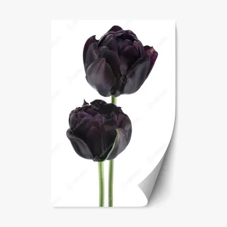 Repositionierbarer Aufkleber dunkle violette tulpen auf weißem hintergrund – Pixers®