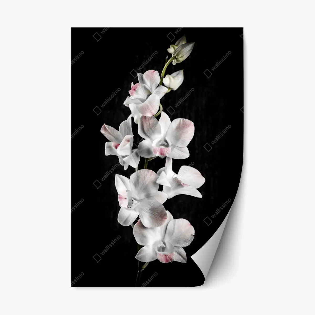 Repositionierbarer Aufkleber weiße und rosa orchidee vor schwarzem hintergrund – Pixers®