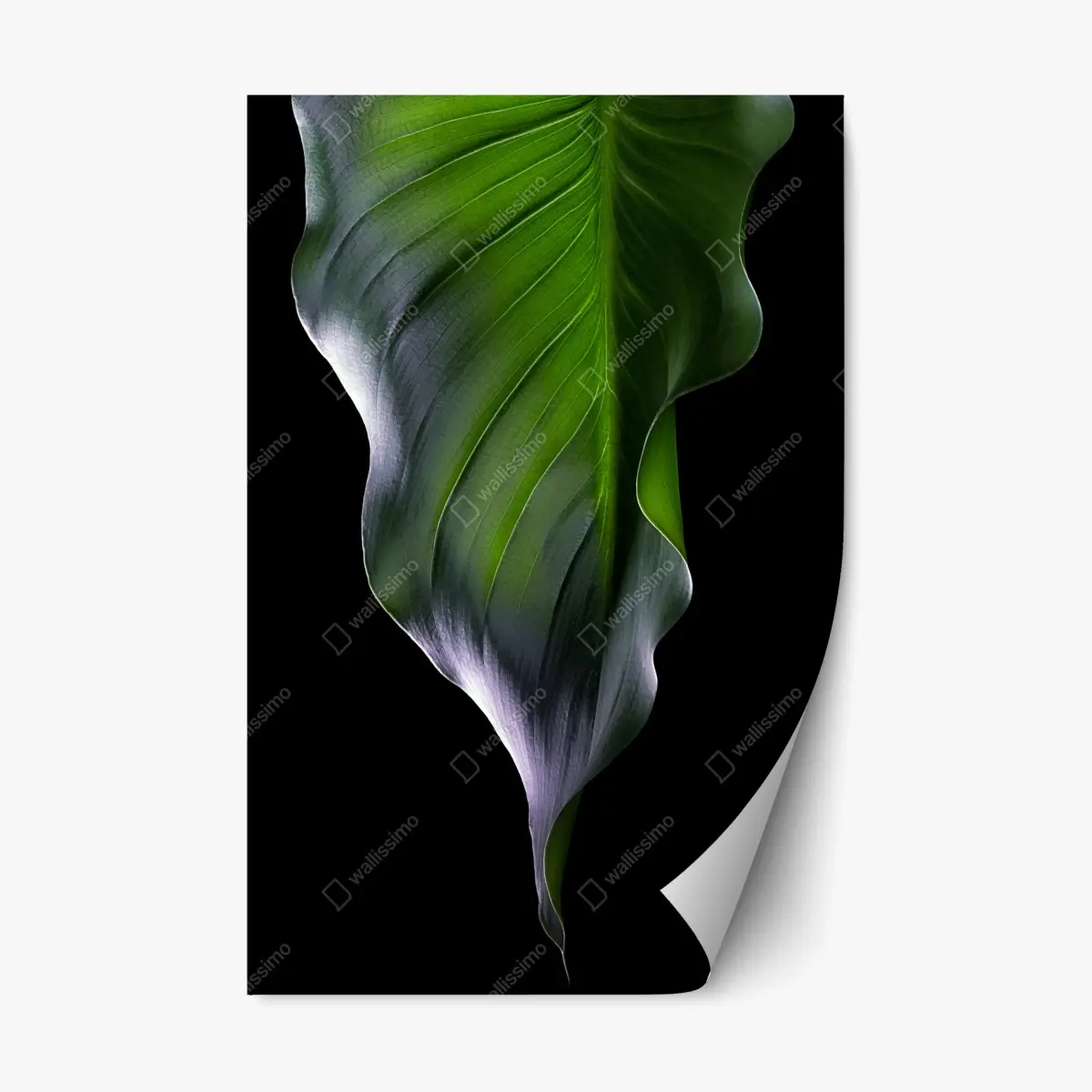Repositionierbarer Aufkleber elegantes grünes blatt auf schwarzem hintergrund – Pixers®