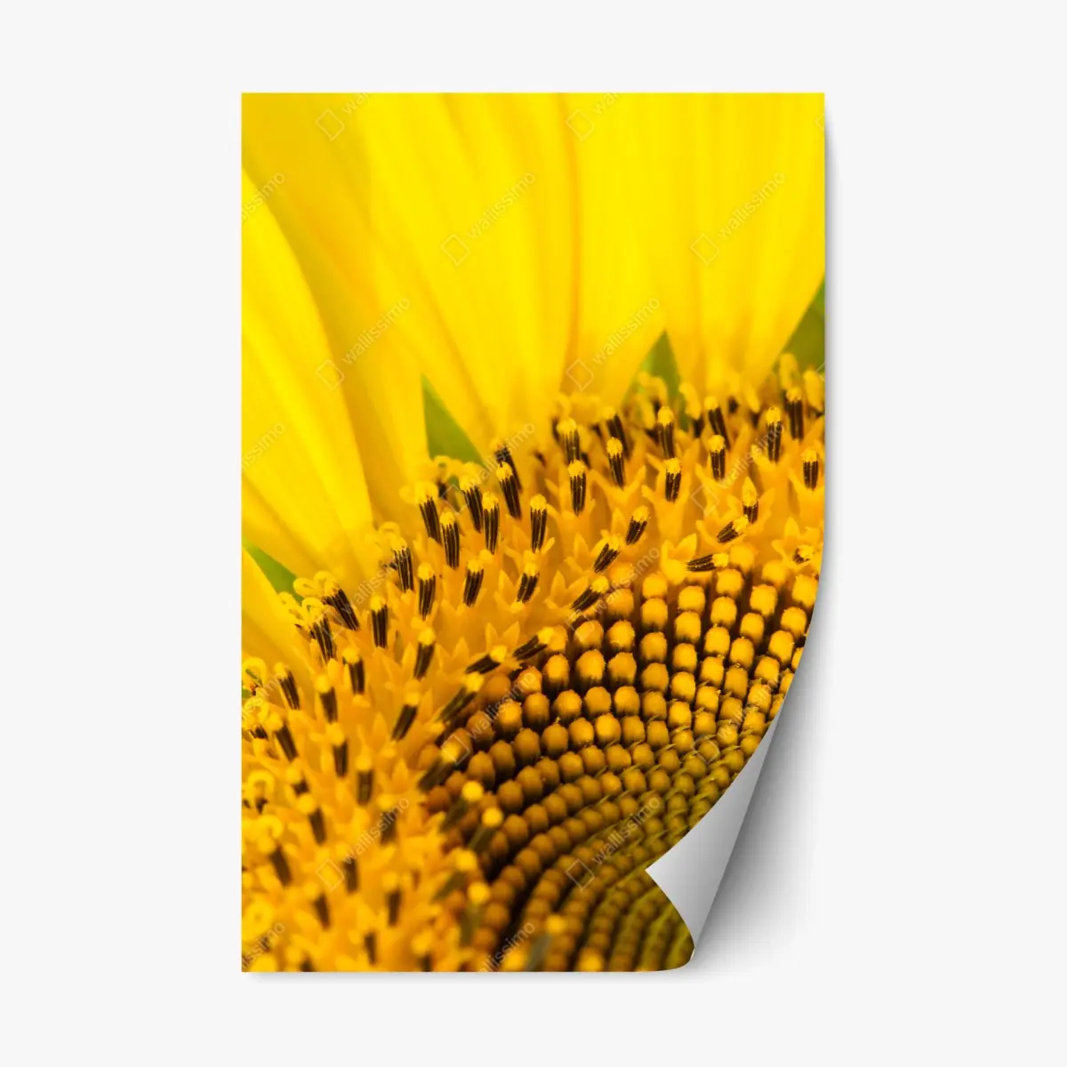 Repositionierbarer Aufkleber goldene sonnenblume nahaufnahme – Pixers®