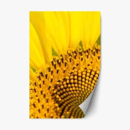 Repositionierbarer Aufkleber goldene sonnenblume nahaufnahme – Pixers®