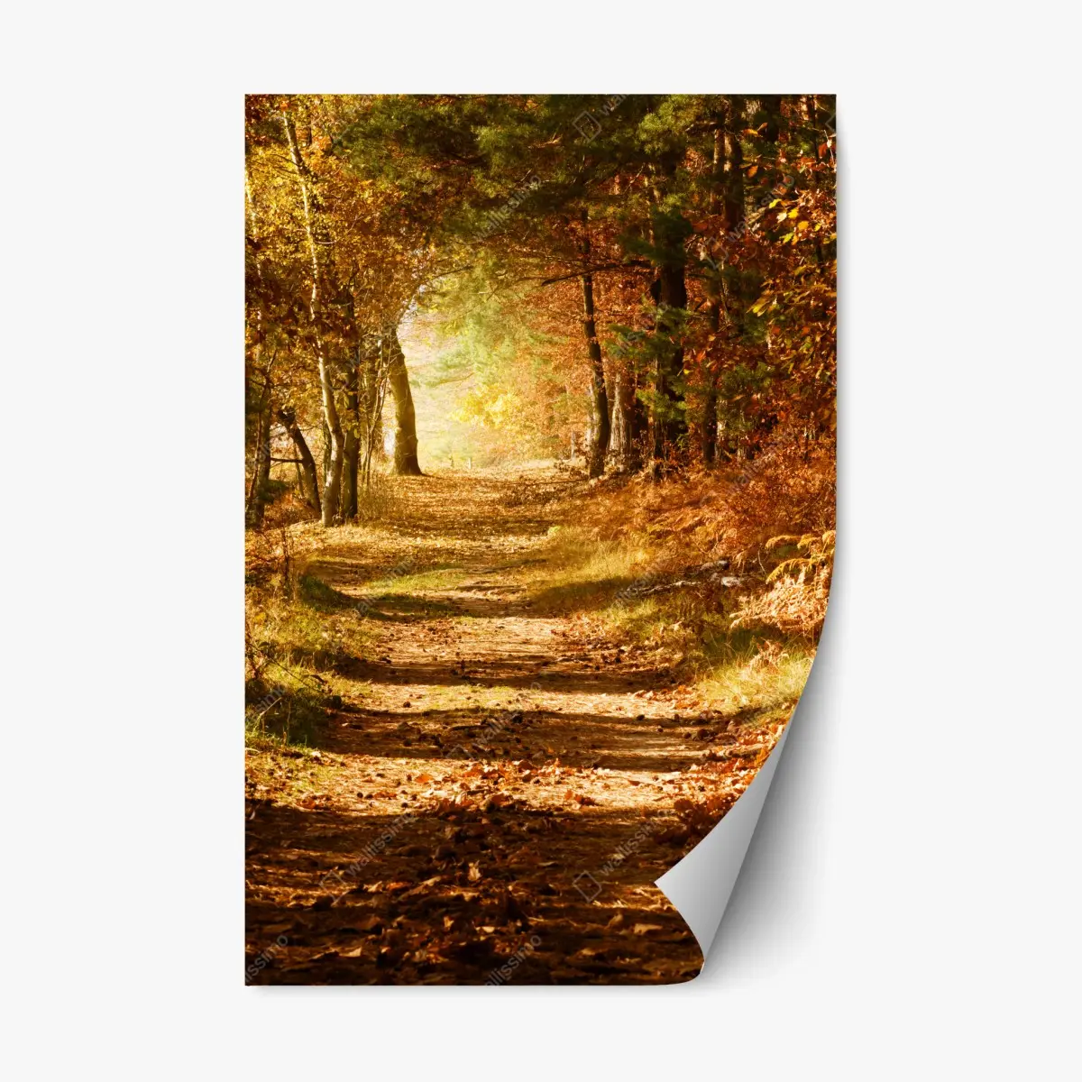 Repositionierbarer Aufkleber herbstlicher waldweg mit goldenem licht – Pixers®