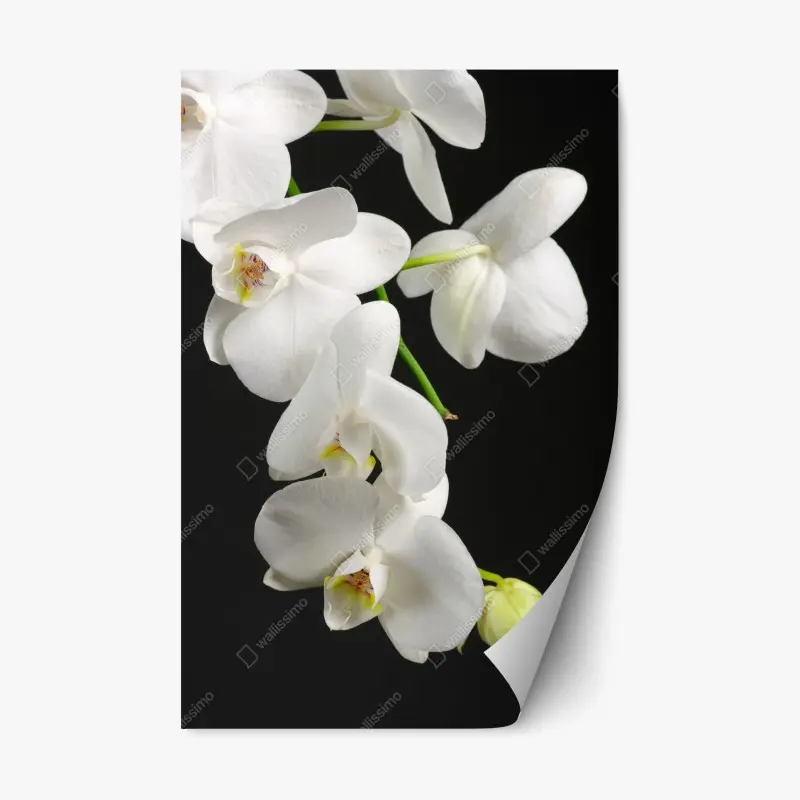 Repositionierbarer Aufkleber weißer orchideenzweig vor schwarzem hintergrund