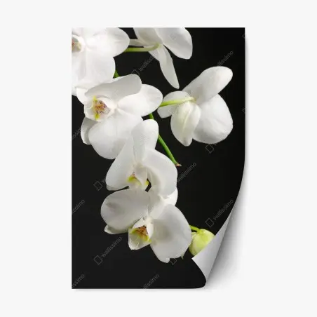 Repositionierbarer Aufkleber weißer orchideenzweig vor schwarzem hintergrund – Pixers®