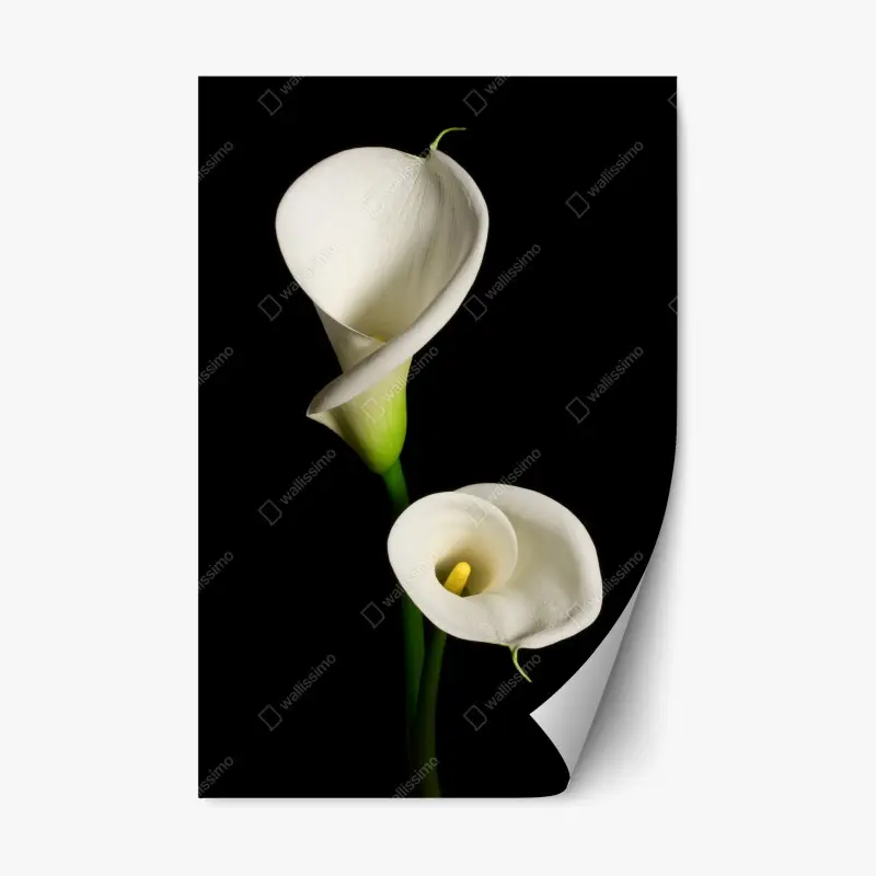 Repositionierbarer Aufkleber weiße calla vor schwarzem hintergrund