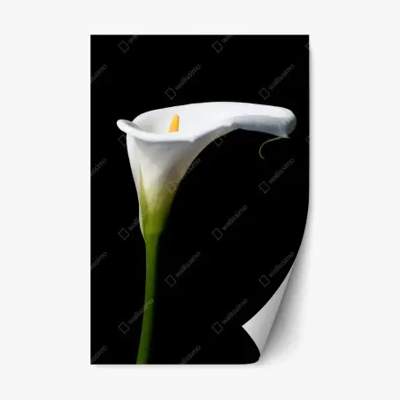 Repositionierbarer Aufkleber elegante weiße calla auf schwarzem hintergrund – Pixers®