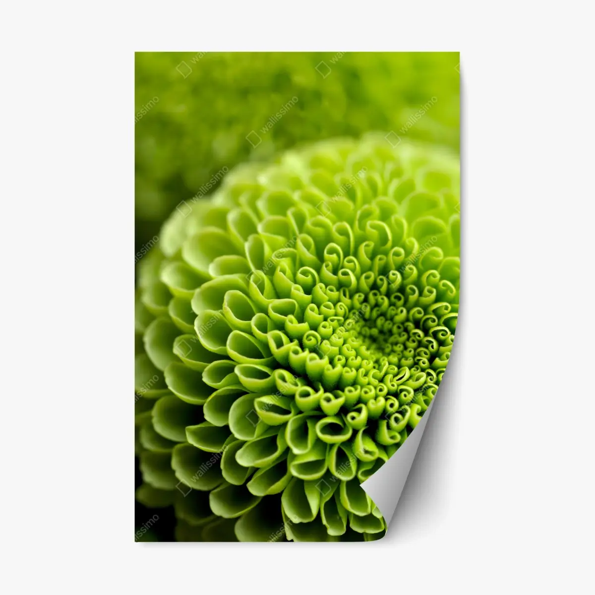 Repositionierbarer Aufkleber leuchtende grüne blumenspirale im makro – Pixers®