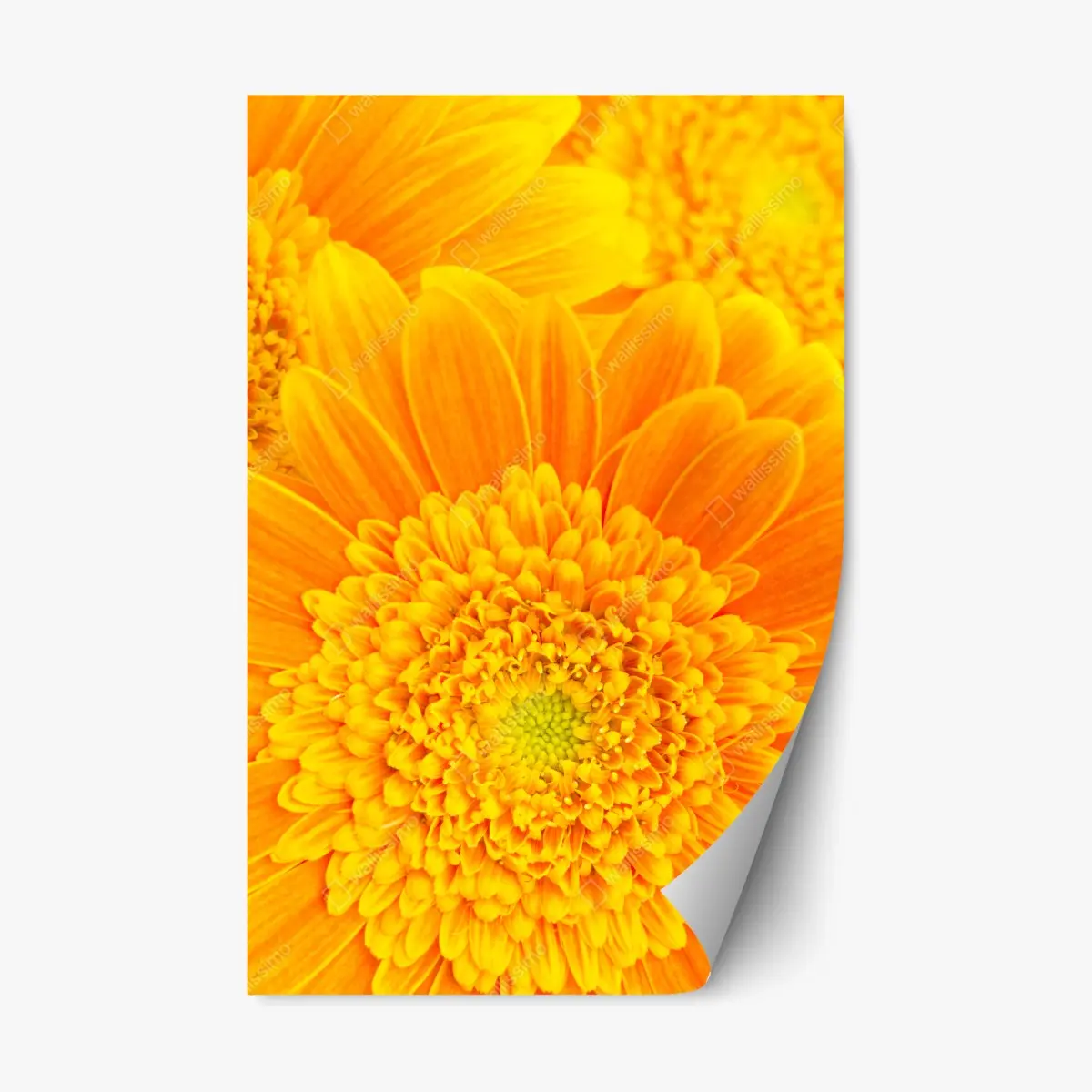 Repositionierbarer Aufkleber intensive orange gerbera nahaufnahme – Pixers®
