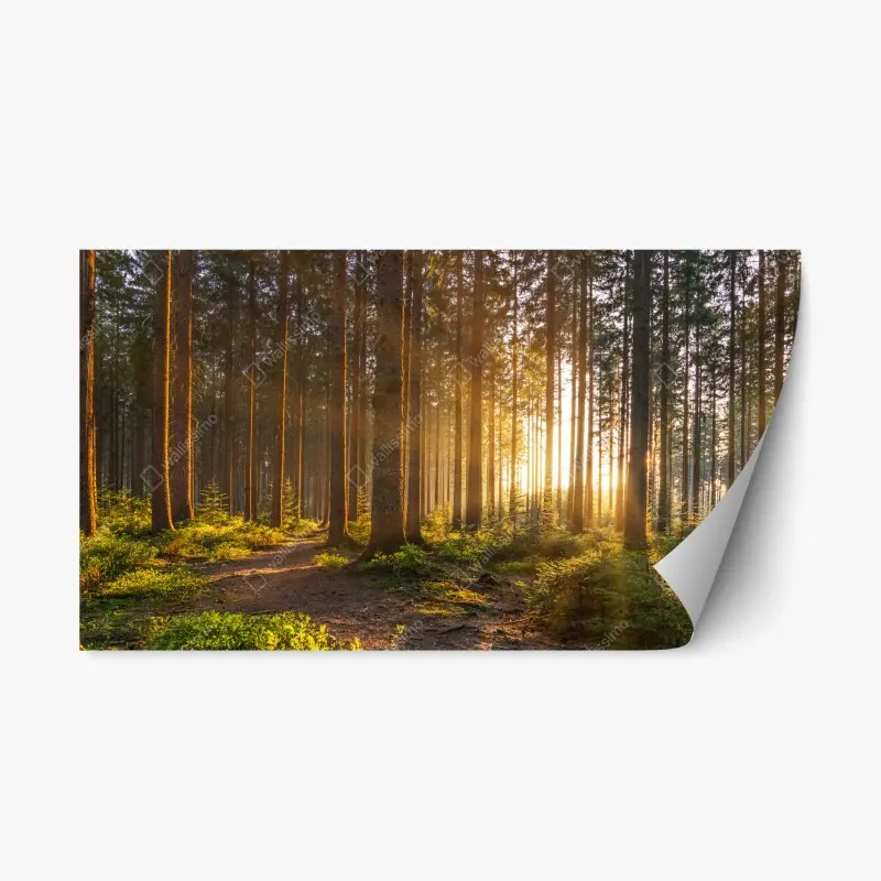Repositionierbarer Aufkleber sonnenbeschienener waldweg am morgen