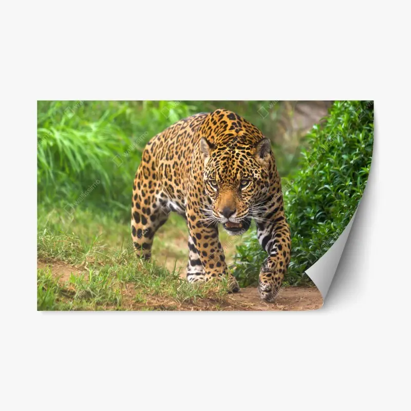 Repositionierbarer Aufkleber majestätischer jaguar in freier wildbahn