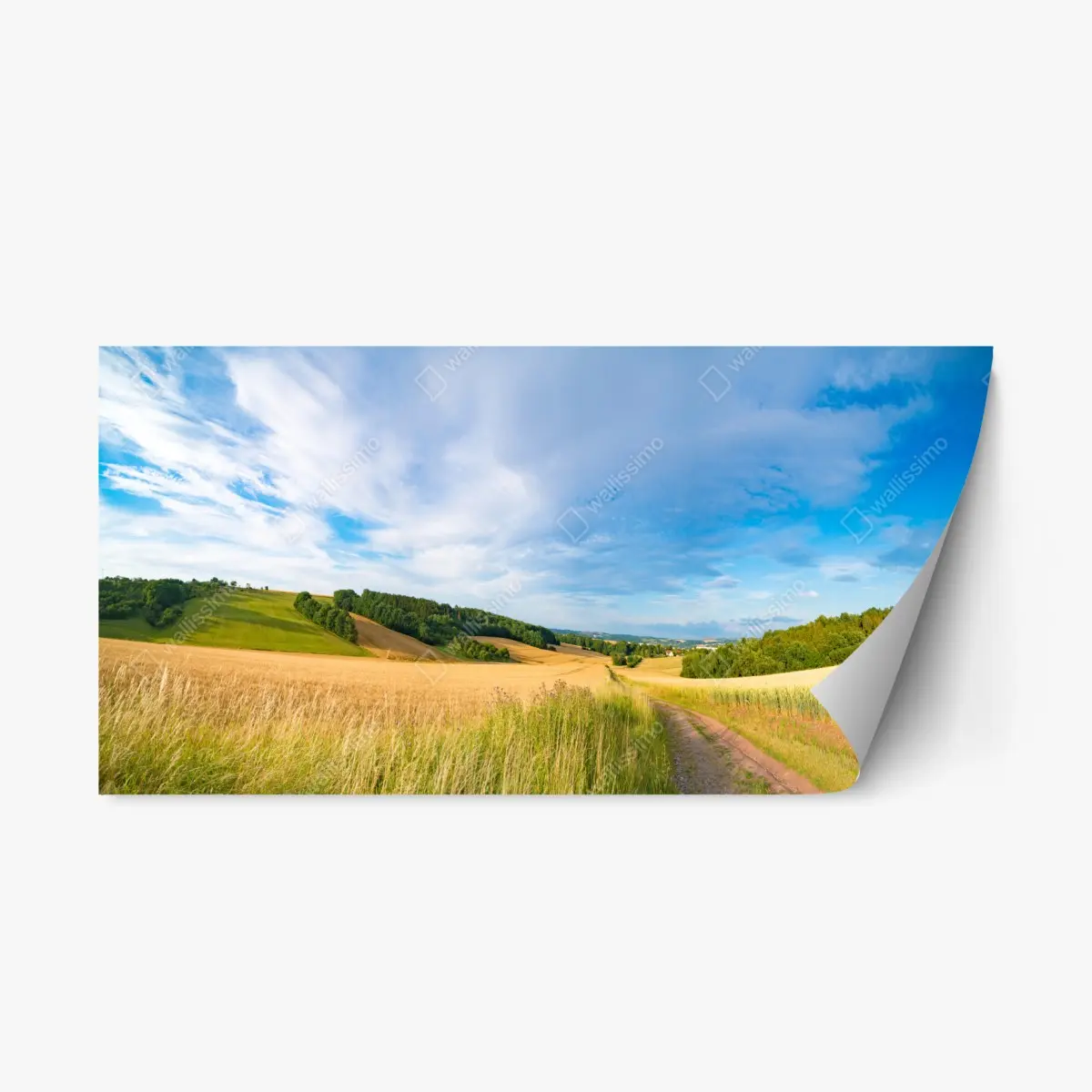 Repositionierbarer Aufkleber morgendliche weizenlandschaft in Kansas – Pixers®