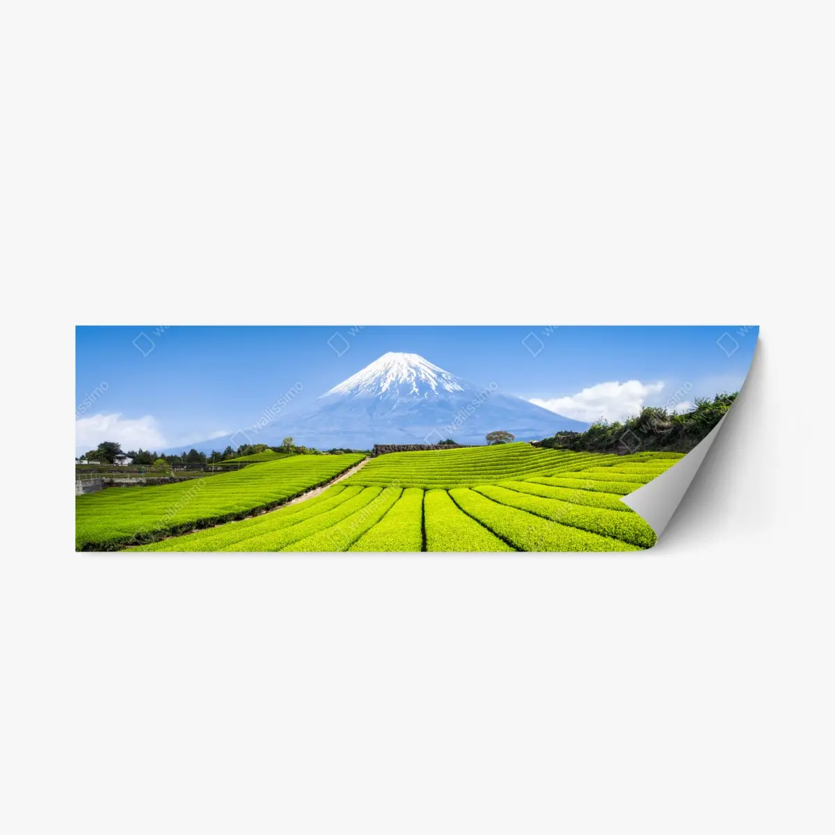 Repositionierbarer Aufkleber üppige teefelder am fuß von Mount Fuji – Pixers®
