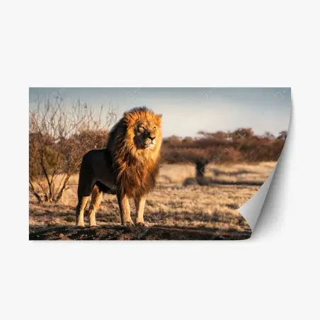 Repositionierbarer Aufkleber majestätischer löwe auf der savanne – Pixers®