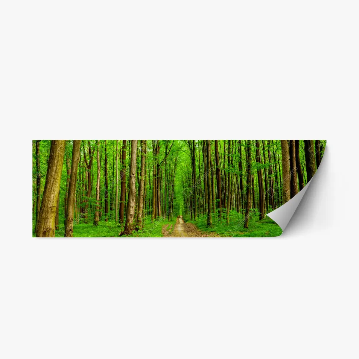 Repositionierbarer Aufkleber grüner waldweg im frühling – Pixers®